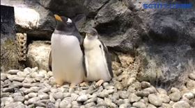 屏東,海生館,企鵝