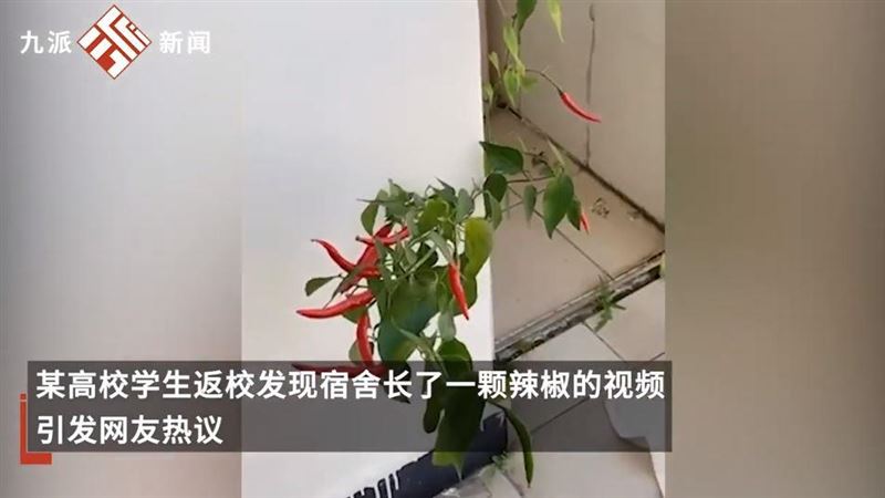 網友笑翻！隔4個月返校　宿舍長出辣椒