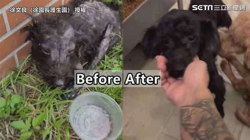 黑貴賓遭棄瘦弱掉毛　救援後「判若兩狗」