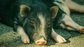 豬。（圖／Pixabay）