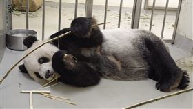 團團（動物園提供）