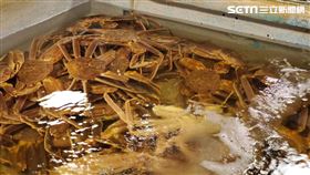 螃蟹,沙母,海鮮,現撈,海產,魚缸,熱炒店（圖／記者李鴻典攝影）