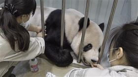 團團（動物園提供）