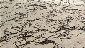 屏東,蚯蚓,河濱公園