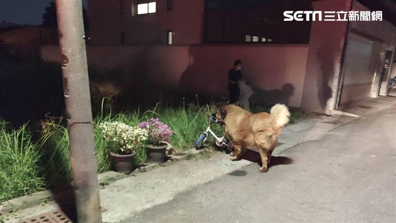新／台南阿嬤慘遭2藏獒攻擊！路人急報案