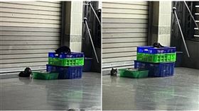 原PO貼出疑似橋頭某間知名肉燥飯的籃子上，有流浪貓接觸。（圖／翻攝《爆料公社》）