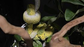 洪姓男子餵食綠樹蟒，見牠食物吞了又吐，竟是自己把自己打結。（圖／翻攝洪先生臉書）