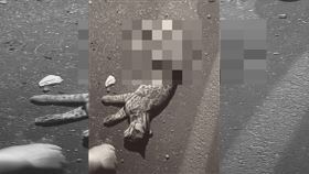 南投竹山，4個月大，小石虎，路殺(圖／張志銘提供)