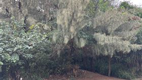 毒品,防風林,台南,槍殺,啃咬,命案（圖／翻攝畫面）