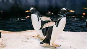 戀情不藏了！屏東海生館「那些企鵝的愛情故事」甜蜜登場