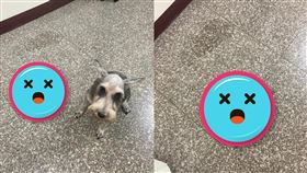 寵物,狗,尿尿,台灣,形狀,地圖