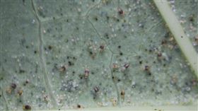 葉蟎(藥毒所提供)