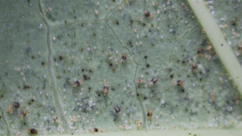 植物愛好者恨死牠　「防治新武器」問世了