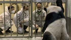圖／動物園提供,大陸專家,團團