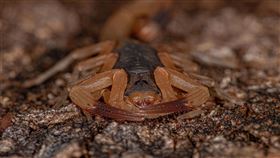 巴西黃蠍(Tityus Serrulatus)，劇毒，（圖／PIXABAY）