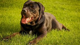 卡斯羅犬,大型犬,狗 （示意圖／翻攝自Pixabay）