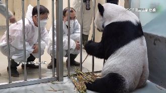 2中國專家蹲在籠前探視　團團乖乖給餵藥