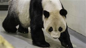 圖／動物園提供,大陸專家,團團