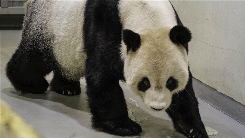 團團過世遺體怎辦？曝全世界都看重這件事