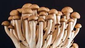 香菇，蕈菇類，鴻喜菇，杏鮑菇（圖／翻攝自pixabay）