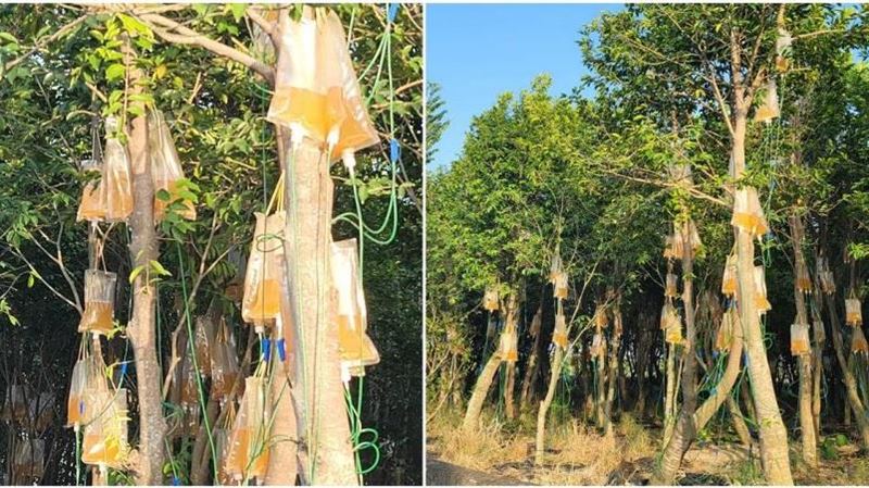 樹木掛滿「尿袋」路人看傻　內行人解答