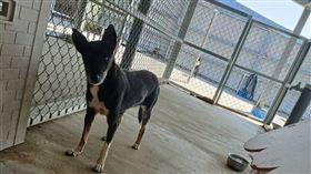 愛媽陳淑娟，幸福狗流浪中途，毒狗，房東,起訴(圖／翻攝自幸福狗流浪中途臉書)