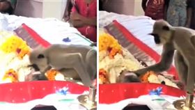 斯里蘭卡男子去世，長尾葉猴喪禮吻別。（圖／翻攝推特）