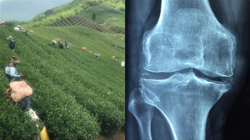 6旬茶農不良於行　更換「1部位」迅速復元