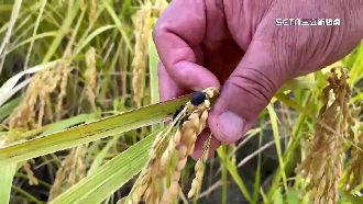 2億多隻椿象攻稻田　農民籲：開放燒稻草