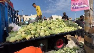 高麗菜1顆15塊　菜農產地俗賣民眾搶購
