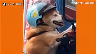 柴柴戴安全帽　機車上等主人萌樣網笑翻