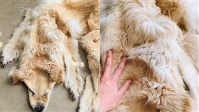 澳洲 黃金獵犬 地毯 動物 標本（圖／翻攝自chimerataxidermy　IG）