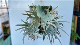 鹿角蕨，侏儒鹿角蕨，60萬 (圖／民眾提供)