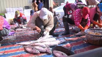 彰化養殖烏魚現殺現賣！老饕手刀搶購