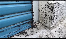 黑椿象蟲入侵台東關山地區，近日更從稻田蔓延至住宅中。（圖／記者王浩原攝影）