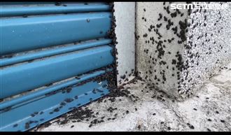 慎入！2億隻椿象入侵關山　黑麻麻一大片