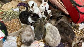兔子天竺鼠不應該養一起，台灣愛兔協會提供