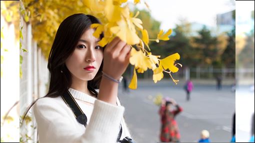 秋冬必看 全台4大銀杏秘境景點大公開網點名 一地 彷彿置身歐洲 名家 三立新聞網setn Com