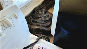 澳洲一名婦人在微波爐後方發現兩條正在交配的蟒蛇。（圖／翻攝自黃金海岸全天候捕蛇組織臉書）