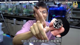 好可愛的蟑螂！特殊黑白問號圖騰當寵物