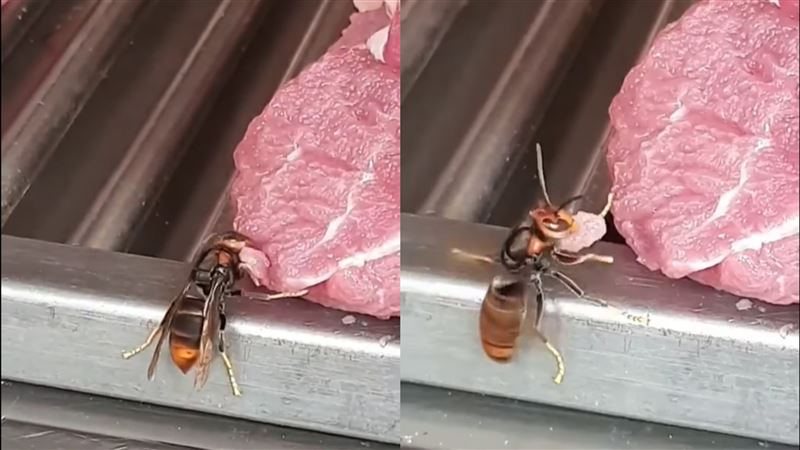 虎頭蜂偷割生肉　網嚇瘋：還沒付錢…