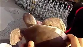 豬鼻龜（圖／翻攝自搜狐新聞）