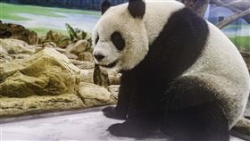 圖／動物園,圓仔,圓圓,圓寶