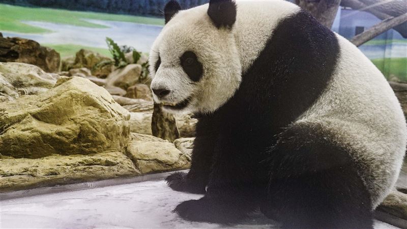 團團好轉走路姿勢改善！動物園設「冰床」