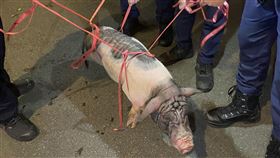 麝香豬,派出所,龜山（圖／翻攝畫面）