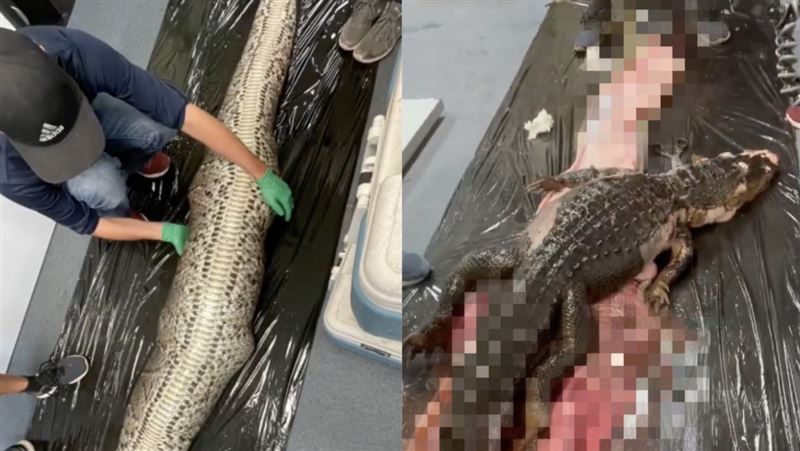 科學家剖開巨蟒拖出完整鱷魚　震撼片曝光