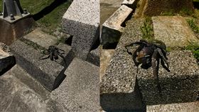 椰子蟹,綠島,讀者黃先生授權提供