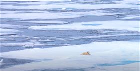 ▲來看北極熊！直擊北極熊寶寶冬眠後一家三口出遊（圖／晴天旅遊提供）