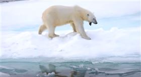 ▲來看北極熊！直擊北極熊寶寶冬眠後一家三口出遊（圖／晴天旅遊提供）