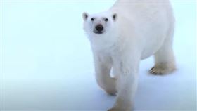 ▲來看北極熊！直擊北極熊寶寶冬眠後一家三口出遊（圖／晴天旅遊提供）